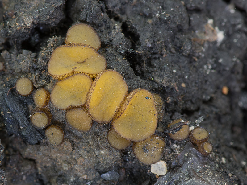 Anthracobia melaloma